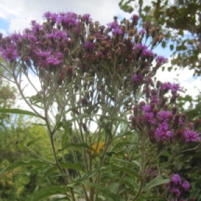 Ironweed towers above all and pastes purple onto a blue sky